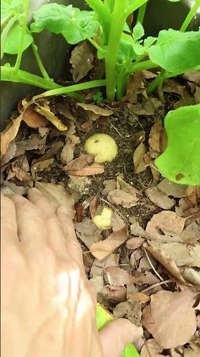 Explanation of the second hilling of potted potatoes #organicfarming #homegardening
