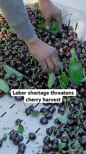 Labor shortage threatens cherry harvest