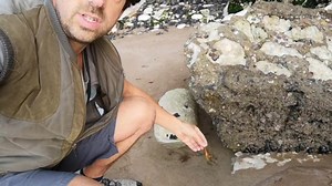 Catshark egg case A mermaid's purse is a tough leathery pouch that protects a developing shark or skate embryo. This purse contains a baby catshark. | Get Wild