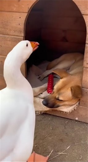Evil Goose Series: The Goose Boss is back again! #funnyanimals #FYP #goose #biggoose #prank