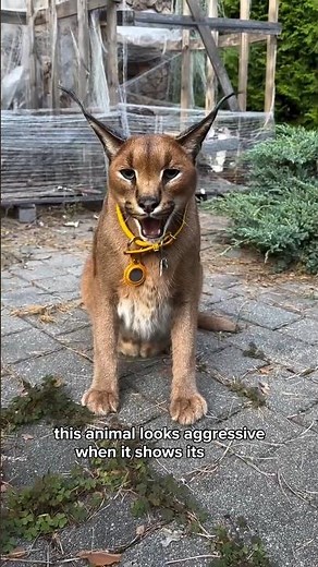 Caracal Cat: The Desert Hunter With Incredible Ears 🐱🔥 #shorts