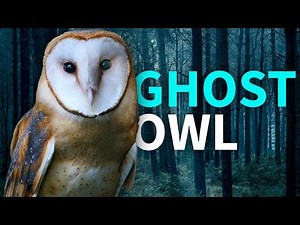 Barn Owls: Silent Hunters of the Night