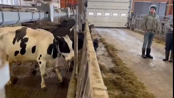 Feeding Signals - start the online training for all dairy staff - lots to learn & to enjoy! 😀 https://www.cowsignals.com/en/online_courses/feedingsignals | CowSignals Training Company