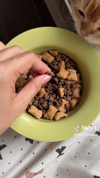 Labanan ng Protein Content sa Chinese Pet Food