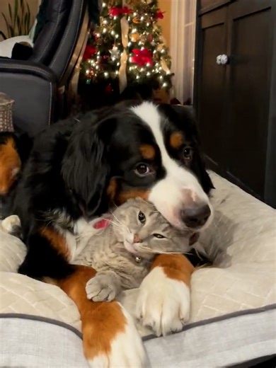 'We do everything together!!!' 🤣 🐱🐶 | Furry Tails
