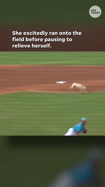 Baseball dog relieves herself on the field during her first game