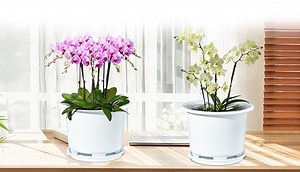 Watch Meshpot 8 Inch Orchid Pots with Holes Own Scientific Root Control Technique on Amazon Live