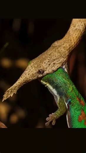 4.3K views · 38 reactions | Did you know some snakes are masters of disguise?  The leaf-nosed snake lives high in the trees, using its slender body and incredible climbing skills to move through the branches. That leaf-shaped nose isn’t for looks—it helps the snake mimic a dead leaf, hiding it from both predators and prey. Discover how this clever camouflage keeps it alive. #SnakeFacts #WeirdNature #AnimalCamouflage #ReptileWorld #NatureFacts #DidYouKnow | Creaticles | Facebook