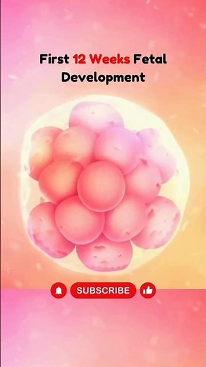 Baby Growing in the Womb | First 12 Weeks Fetal Development