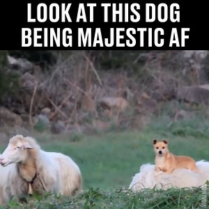 'Move aside peasants' 😂🐶 | LADbible