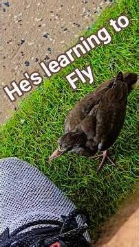 Timmy is hungry and ready to eat dinner. #hungry #birds #petbird