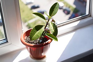 The music you play at home can affect how your plants grow