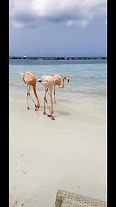Flamingo in aruba beach 🫶🦩🦩🦩🦩 | Flamingo Lovers