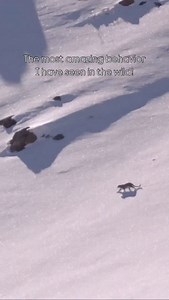 21K views · 78 reactions | Reposted from @remivcr When you witness a snow leopard living his best life! #wildernessculture #bigcats #snowleopard #snowleopardsofinstagram #pantheresdesneiges #natgeoyourshot #nationalgeographicyourshot #natgeoyourshotphotographer #natgeoyourshots | Nature inFocus | Facebook