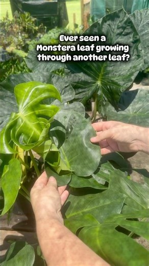 We had to set this Monstera Deliciosa leaf freee so it can happily grow nice & big🌱#groovygrowing
