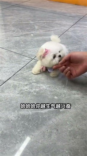 The Tiny Nose with a Major Temper Tantrum