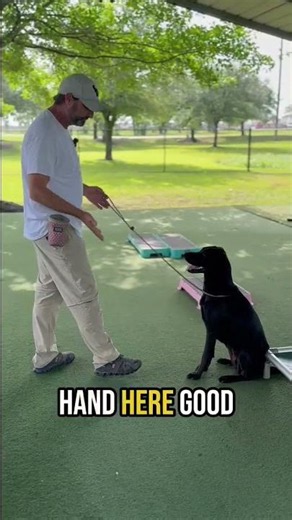 "How to Calm a Fearful Rescue Dog and Build Dog Confidence "