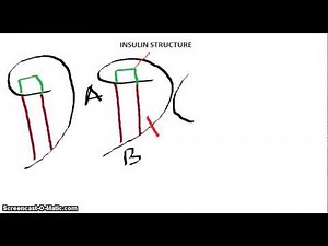 INSULIN STRUCTURE