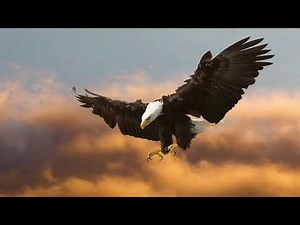 Sons: Aigle