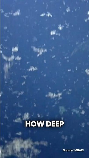 Why OIF Experiments Must Return | Ocean Iron Fertilization | Liquid Trees Bits #021