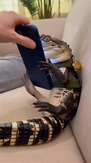 👀 on Instagram: "Gary crashes out when his owner takes his phone away. #animals #pets #petlovers #exoticpets #wtf"