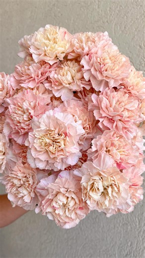 We’ve been receiving small batches of Minami Japanese Carnations over the past few weeks, and have been drooling over all their subtle, bicolor goodness. This light pink variety (code 18339) from last week is a great example. They arrived looking more like a medium, darker pink straight out of the box at their tighter stage. But after a few days in water, they opened into a softer, light pink with a little hints of peach and dark pink throughout. 🫠😌 For current or upcoming availability in the 