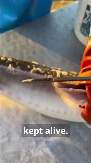 How to extract caviar from a fish without killing it? #fish #caviar #oceanlife #facts #nature
