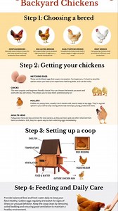 BACKYARD FARMING FOR BEGINNERS Starting a backyard farm is one of the best ways to grow your own food, live healthier, and save money. You don’t need a huge space—just a little patch of land, some patience, and the right mindset. Here’s how to begin: - 🌱 Start Small: Begin with easy crops like tomatoes, peppers, or leafy greens. They grow fast and don’t need much care. - 🐓 Add Chickens: Heritage chickens like Rhode Island Red or Sussex are perfect for fresh eggs and natural pest control. - 🚿 