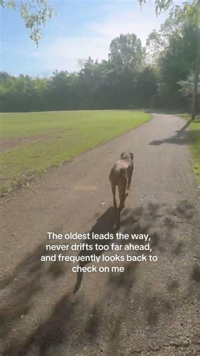 Still working on training the second one 😅 #vizsla #puppy #exercise #running #pointer #dogmom