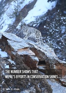 17K views · 275 reactions | Nepal has revealed its national Snow Leopard population Estimate! But where did the number come from? Watch this video to get a glimpse into the story of science, dedication, and collective will to protect and learn about the elusive God of the mountains! #EverySnowLeopardCounts #NepalCountSnowLeopards #BigLeapForBigCats | WWF Nepal | Facebook