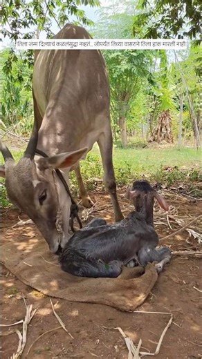 तिला जन्म दिल्याचं कळलंसुद्धा नव्हतं... जोपर्यंत तिच्या वासराने तिला हाक मारली नाही /#cow#गाय#गोमाता