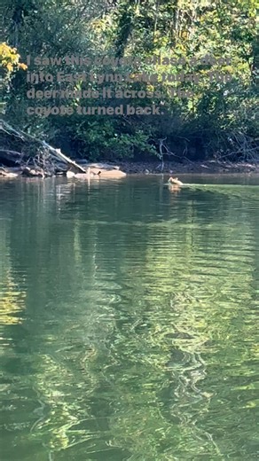 I saw this coyote chase a deer into East Lynn Lake today. The deer made it across. The coyote broke off the chase and turned back. | Rob Ciarapica