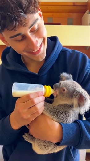 🐨 baby koala 🐨 #shorts