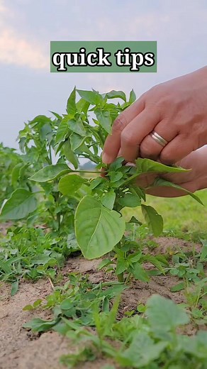 993K views · 8.2K reactions | Quick Tips On Growing Peppers Pruning Peppers #pruning #pepper #garden #handweeding #backyardgarden #gardenveggies | Kabsat | Facebook