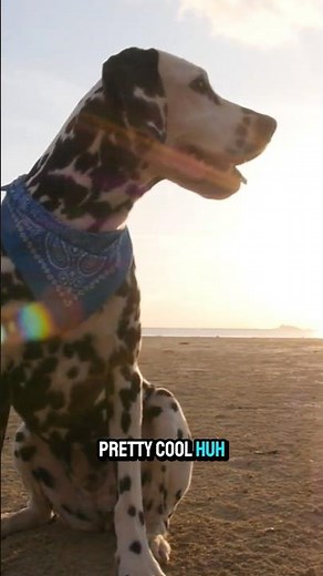 Why Dalmatians Are Born Without Spots! 🐾⚪ #Dalmatian #DogFacts #SpottedDog