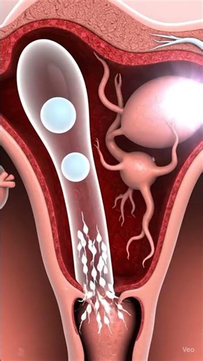 Twins Baby Inside View in Mother | Amazing Pregnancy Animation of Twin Development