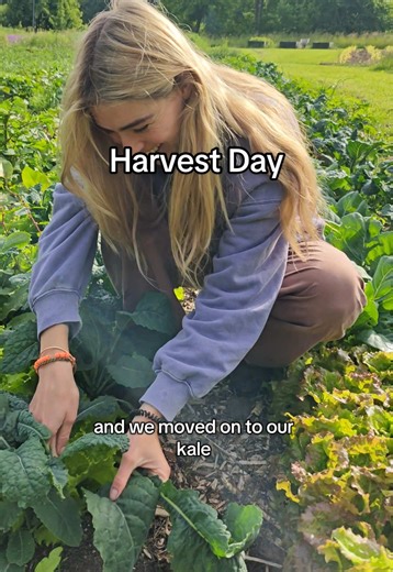 Harvest Day in Copenhagen: Summer Farming Fun