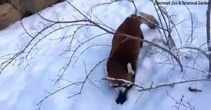 Forget fun in the sun! Red pandas at the Cincinnati Zoo & Botanical Garden are soaking up the snow. | Fox News