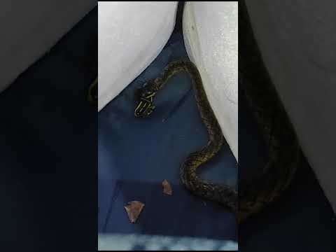 Animals that eat poisons and don't die