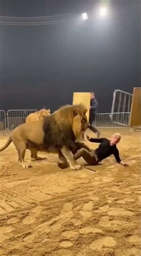 Lion Jumps on Trainer in Circus Arena 😱