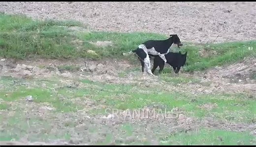 Dog Interaction in Rural Outdoor Setting