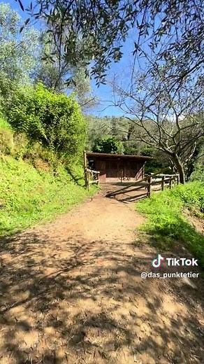 Amigo&die (Renn-)Pferde su TikTok