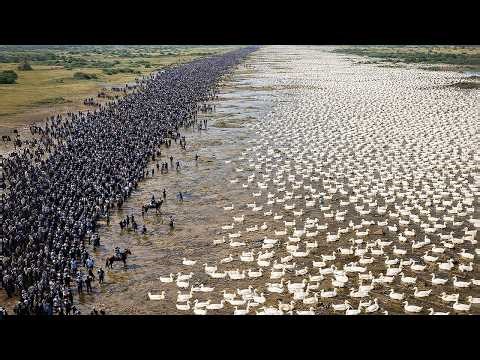 China Nagpakawala ng Libu-libong Pato sa Rice Fields: Ang Resulta Ikagugulat ng Lahat