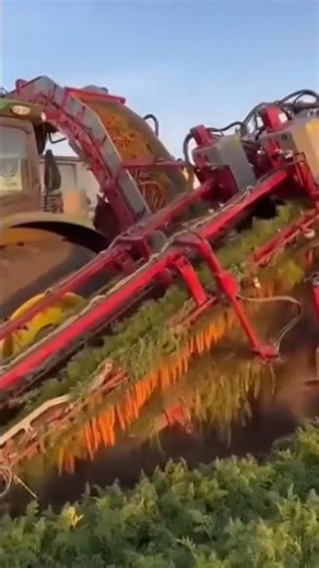 Modern Carrot Harvesting Machine in Action🚜🥕 #agriculture #fields #shorts