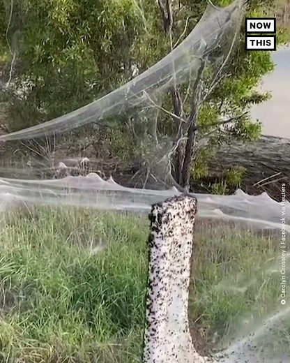 Massive Spiderwebs Spotted in Australia #Shorts