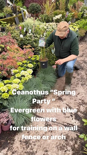 1.5K views · 12 reactions | Ceanothus “Spring Party “ is a tough evergreen Blue flowering shrub for training on a wall ,fence or arch Available in webshop https://pergolanurseries.ecwid.com ALL IRELAND DELIVERY, WEBSHOP https://pergolanurseries.ecwid.com Pergola Nurseries Garden Corner, Virginia,CovCavan A gardeners oasis of quality plants Open Tuesday to Saturday 10.30-6 Open Sundays 2-6 | Pergola Nurseries Garden Corner | Facebook
