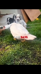 1M views · 46K reactions | Duck spends her last days with her best friends  | Intfactsworld - Intelligent Facts world | Facebook