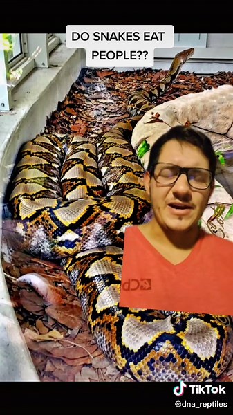 Don Snakes eat people?? #snakes #reptile #boa #python #reticulatedpython #fyp #nature #educational