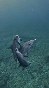 124K views · 5K reactions | Amazing dolphins : @mona.amelie | Diving Specials | Facebook