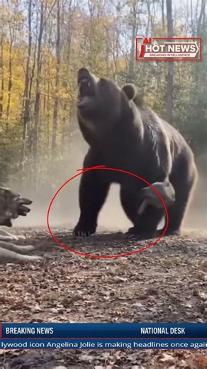Breaking News: Three Wolves Attack a Brown Bear – Intense Battle Caught on Camera